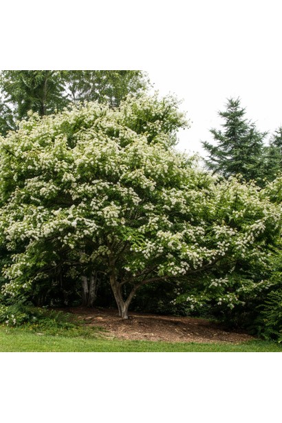 Heptacodium 